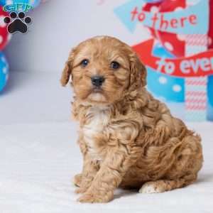 Cyrus, Cavapoo Puppy